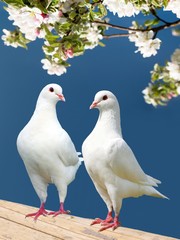 Obraz premium two white pigeon on flowering background