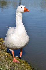 White goose on grass