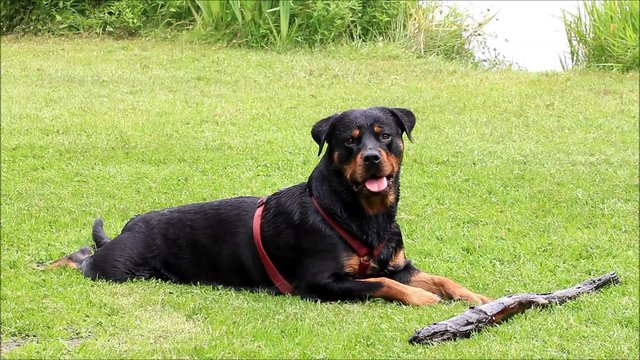 dog rottweiler playing at lake with a stick 
 