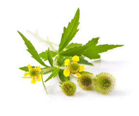 Wood avens (Geum urbanum) on white background 