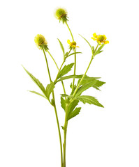 Wood avens (Geum urbanum) on white background 