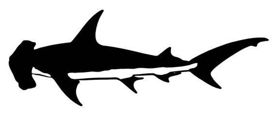 Obraz premium サメ、シュモクザメ