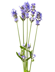 Bunch of lavender flowers on white background