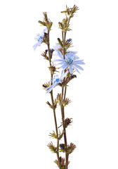 Blue flowers of chicory isolated on a white background. Cichorium intybus.