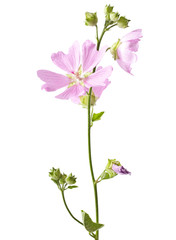 pink malva flower isolated on white background - obrazy, fototapety, plakaty