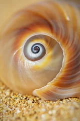 Poster Spiral Seashell © nick holdsworth