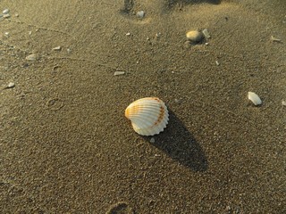 Shell on sandy beach