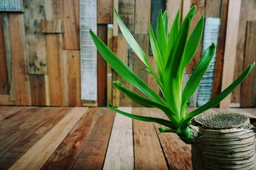 abstract plant on wood background