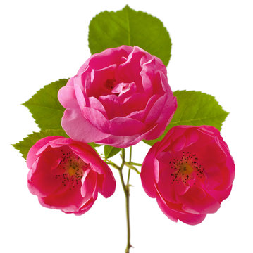 Beautiful Pomponella Rose on white