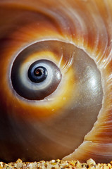 Sea Shell Spiral