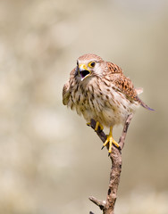 Kestrel on the branch