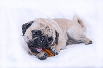 Cane carlino con osso su sfondo bianco