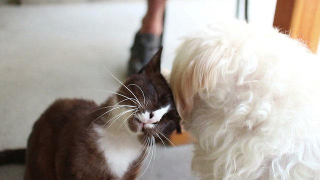 Medium two shot of a white dog kissing and licking its black cat lover/best friend; cat moves its head to get more and better tongue licking position.