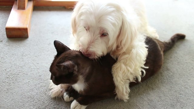 Medium frontal angle of white dog pinning down, straddling, and kissing and licking its black cat lover/best friend
