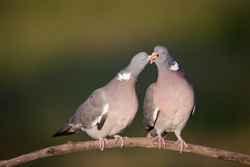 Wood pigeon couple