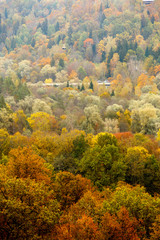 Colorful autumn forest landscape, textured background.