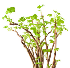 Obraz premium Currant twig with sprouts on white background