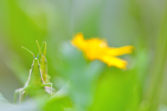 オンブバッタ