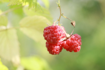 Ягоды лесной малины на кусте