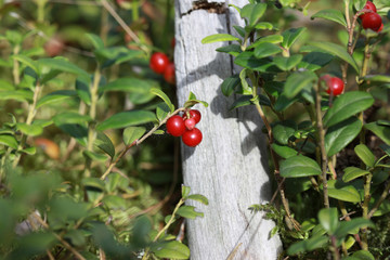 Berries of the forest lingonberry (cowberry, cranberry, red bilberry) closeup