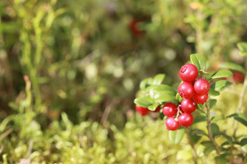 Berries of the forest lingonberry (cowberry, cranberry, red bilberry) closeup