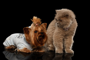 Scottish Cat and Yorkshire Terrier Dog Isolated