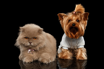 Scottish Cat and Yorkshire Terrier Dog Isolated