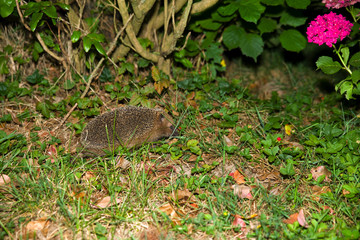 Igel
