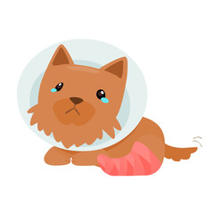 puppy injury splinting leg vector illustration