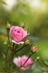 Pink roses with rose buds on green background