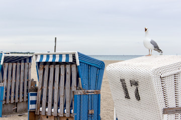 Obraz premium seagull / a seagull on a beach chair