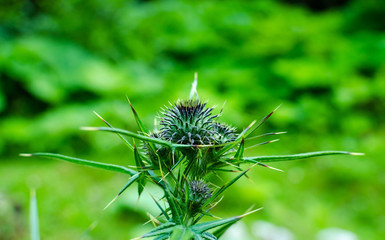 green spiky flower