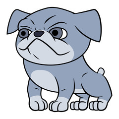 Fototapeta premium Bulldog puppy