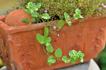 Bepflanzter Blumenkübel aus Ton