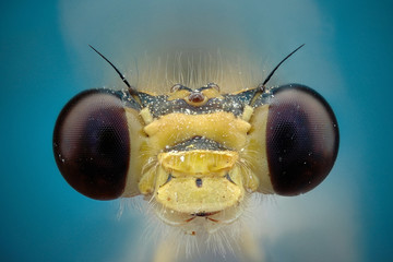 caballito del diablo (Calopteryx maculata)