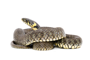 Snake isolated on white background