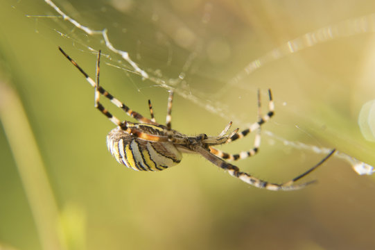Argiope Bruennichi, the web of while waiting for prey