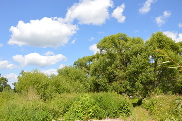 Obraz premium Лето 2015