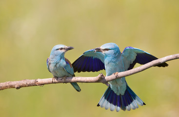Breasted rollers couple