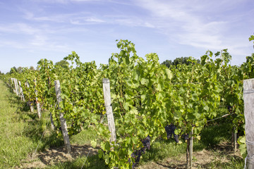 Fototapeta na wymiar Vignes-raisins 10