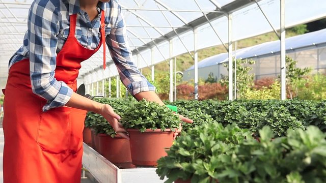 woman at work in greenhouse with spray, care plants to growth