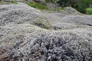 Lava field with moss icelandic landscape, southern Iceland