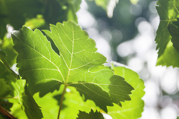 Green structured transparent grape leaf on a summer day with lig