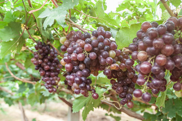 bunch of grapes on the vine with green leaves