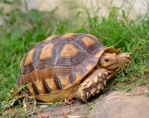 turtle