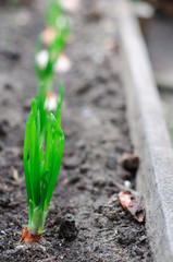 Growing bulb onions with green leaves