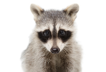 Portrait of a raccoon closeup isolated on white background
