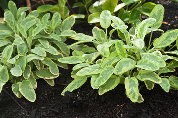 sauge - salvia officinalis