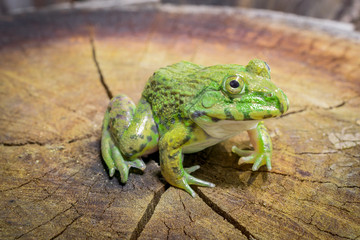 Frog sitting on a tree stump