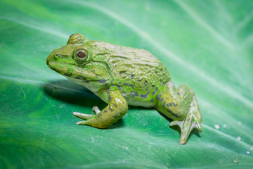 Big frog sitting